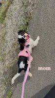 Cinnamon , a female Cavalier King Charles Spaniel for sale in Citrus Heights, CA – 2 of 3