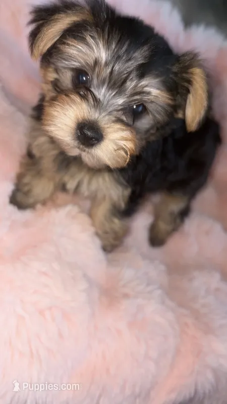 Ella – Yorkshire Terrier puppy for sale in North Highlands, CA