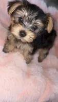 Ella, a female Yorkshire Terrier for sale in North Highlands, CA – 1 of 2