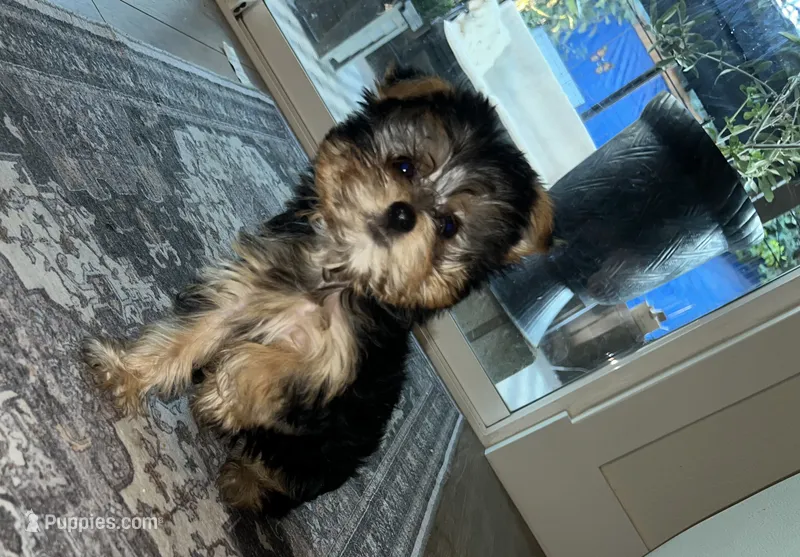 Ella – Yorkshire Terrier puppy for sale in North Highlands, CA