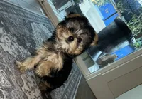 Ella, a female Yorkshire Terrier for sale in North Highlands, CA – 1 of 1