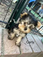 Carly, a female Yorkshire Terrier for sale in North Highlands, CA – 1 of 2