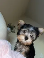 Sophie, a female Yorkshire Terrier for sale in North Highlands, CA – 2 of 2
