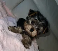 Bella, a female Yorkshire Terrier for sale in North Highlands, CA – 1 of 2