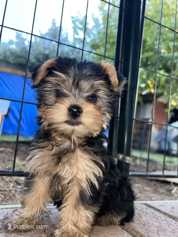 Ella – Yorkshire Terrier puppy for sale in North Highlands, CA