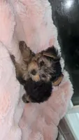 Ella, a female Yorkshire Terrier for sale in North Highlands, CA – 2 of 2
