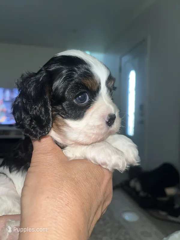 Ivy – Cavalier King Charles Spaniel puppy for sale in Citrus Heights, CA