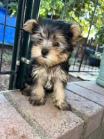 Carly, a female Yorkshire Terrier for sale in North Highlands, CA – 2 of 2
