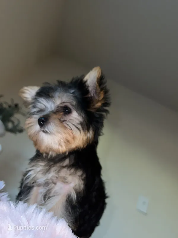 Sophie – Yorkshire Terrier puppy for sale in North Highlands, CA