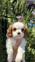 Cinnamon , a female Cavalier King Charles Spaniel for sale in Citrus Heights, CA – 1 of 3