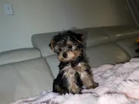 Bella, a female Yorkshire Terrier for sale in North Highlands, CA – 2 of 2