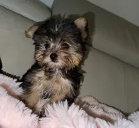 Lana, a female Yorkshire Terrier for sale in North Highlands, CA – 2 of 2