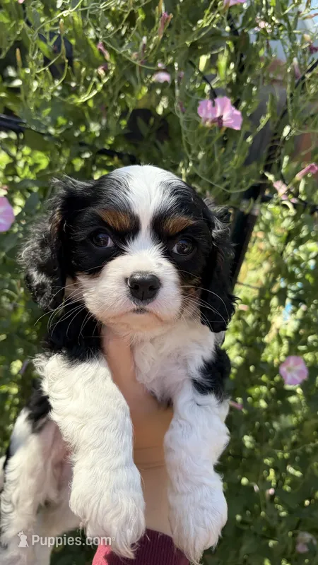 Ivy – Cavalier King Charles Spaniel puppy for sale in Citrus Heights, CA