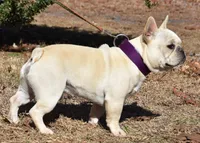 Bosco, a male French Bulldog for sale in Troy, NC – Photo 1 of 4