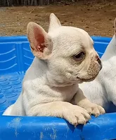 Bosco, a male French Bulldog for sale in Troy, NC – Photo 2 of 4