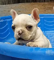 Bosco, a male French Bulldog for sale in Troy, NC – Photo 4 of 4