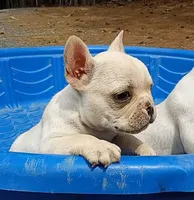 Bosco, a male French Bulldog for sale in Troy, NC – Photo 3 of 4