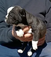 Billy, a male Boston Terrier and French Bulldog for sale in Troy, NC – Photo 2 of 3