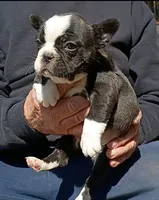Billy, a male Boston Terrier and French Bulldog for sale in Troy, NC – Photo 1 of 3