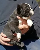 Billy, a male Boston Terrier and French Bulldog for sale in Troy, NC – Photo 3 of 3