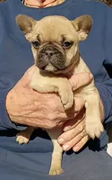 Milly, a female English Bulldog and French Bulldog for sale in Troy, NC – Photo 3 of 3