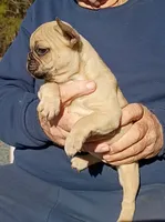 Milly, a female English Bulldog and French Bulldog for sale in Troy, NC – Photo 2 of 3