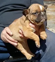 Dallas, a male Boston Terrier and French Bulldog for sale in Troy, NC – Photo 3 of 3