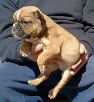 Dallas, a male Boston Terrier and French Bulldog for sale in Troy, NC – Photo 1 of 3