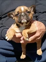 Dallas, a male Boston Terrier and French Bulldog for sale in Troy, NC – Photo 2 of 3