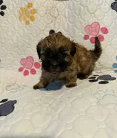 Brown female, a female Shih Tzu and Mal Shi for sale in Leeds, AL – Photo 1 of 3