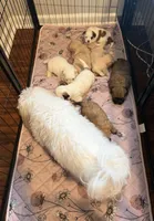 Brown female, a female Shih Tzu for sale in Leeds, AL – 4 of 8