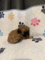 Brown female, a female Shih Tzu and Mal Shi for sale in Leeds, AL – Photo 3 of 3