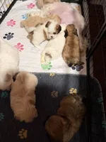 Brown female, a female Shih Tzu for sale in Leeds, AL – 8 of 8