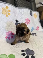 Brown female, a female Shih Tzu and Mal Shi for sale in Leeds, AL – Photo 2 of 3