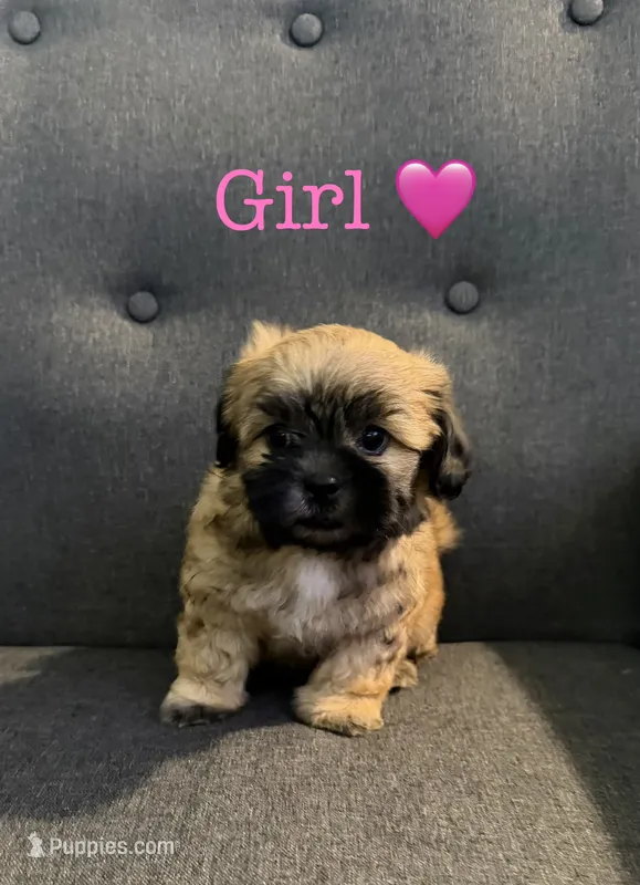 Brown female – Shih Tzu puppy for sale in Leeds, AL