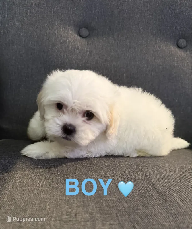 All white tan ears – Shih Tzu puppy for sale in Leeds, AL