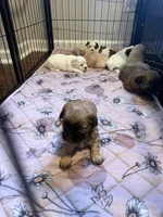 Brown male, a male Shih Tzu for sale in Leeds, AL – 4 of 7