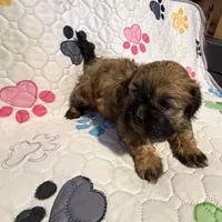 Brown male, a male Shih Tzu and Mal Shi for sale in Leeds, AL – Photo 2 of 2