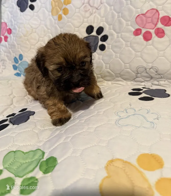 Brown male – Shih Tzu, Mal Shi puppy for sale in Leeds, AL