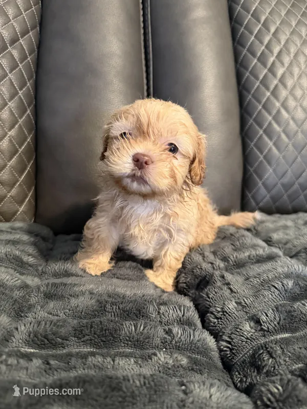 Champagne female, a female Shih Tzu and Mal Shi for sale in Leeds, AL – Photo 1 of 2