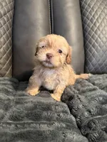 Champagne female, a female Shih Tzu and Mal Shi for sale in Leeds, AL – Photo 1 of 2