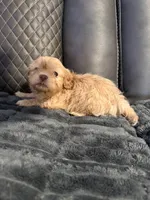 Champagne female, a female Shih Tzu and Mal Shi for sale in Leeds, AL – Photo 2 of 2