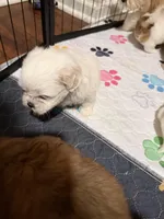 All white tan ears, a male Shih Tzu for sale in Leeds, AL – 4 of 6