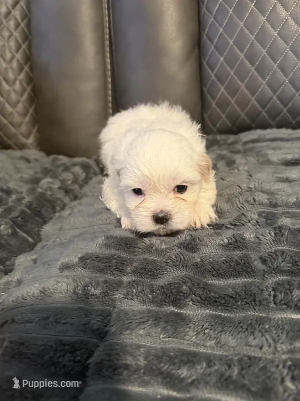 All white tan ears, a male Shih Tzu and Mal Shi for sale in Leeds, AL – Photo 1 of 2