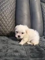 All white tan ears, a male Shih Tzu and Mal Shi for sale in Leeds, AL – Photo 2 of 2