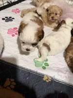 Champagne male, a male Shih Tzu for sale in Leeds, AL – 4 of 8