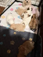 Champagne male, a male Shih Tzu for sale in Leeds, AL – 7 of 8