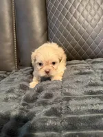 Champagne male, a male Shih Tzu and Mal Shi for sale in Leeds, AL – Photo 1 of 2