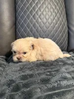 Champagne male, a male Shih Tzu and Mal Shi for sale in Leeds, AL – Photo 2 of 2