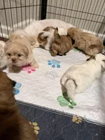 Champagne male, a male Shih Tzu for sale in Leeds, AL – 6 of 8
